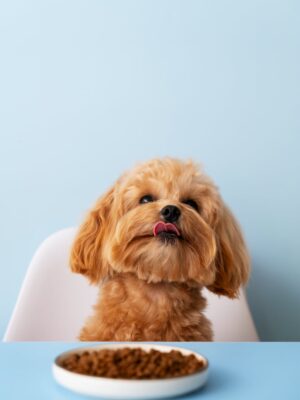 Kaip šunų maistas veikia augintinio kailio būklę?