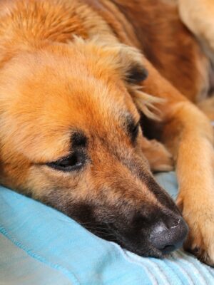 Šuo turintis kirminų