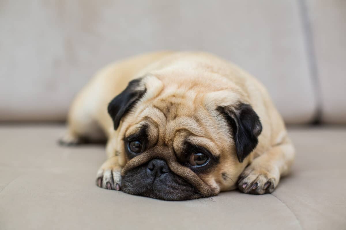 Mopsas