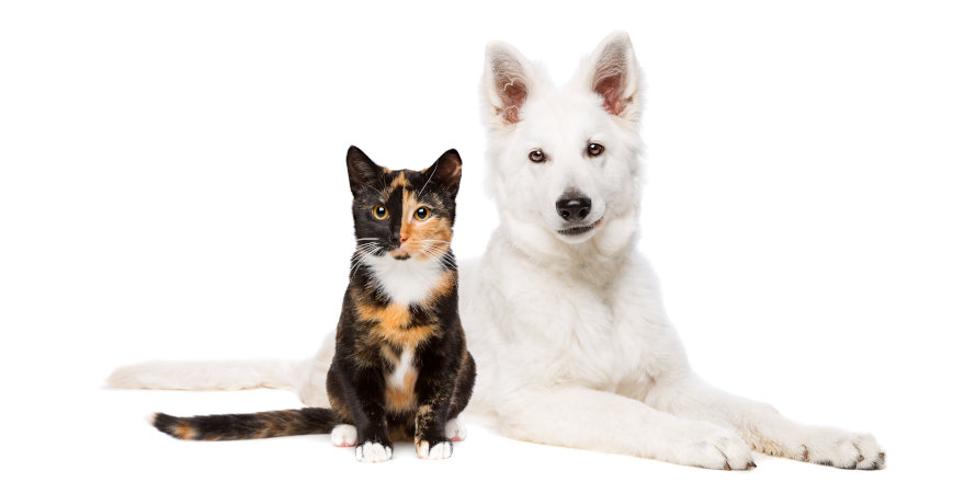 cat and white puppy